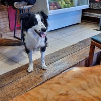 The restaurant dog, Inti. at Curcuma in El Chalten