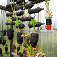 Greenhouse at Curcuma in El Chalten