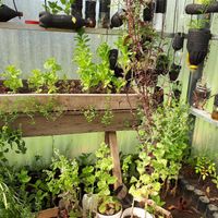 Greenhouse at Curcuma in El Chalten