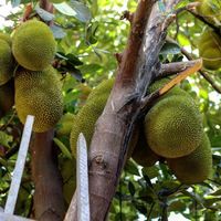 Jaka. (Jackfruit) at Casita Ecovegana de Zihuatanejo Cooperativa in Zihuatanejo