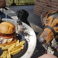 Even the dogs were jealous. Yum! at Bonta Vera in Minmi