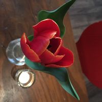 Table tulips at Hoezo in Leiden