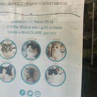 Resident cats at MiaGola Caffe - Giovanni Amendola in Turin