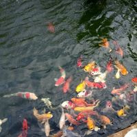 garden pool at Vitking House II in Siem Reap