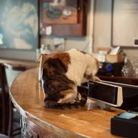 Kitty! at Dit e Nat in Pristina