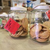   at Canape Incontro in Bologna