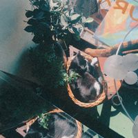 Cute cats in their baskets at Cosy Lunch in Rouen