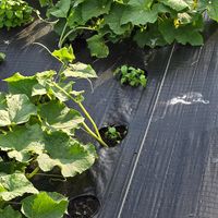  at LT Organic Farm Restaurant in Waukee