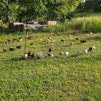  at LT Organic Farm Restaurant in Waukee