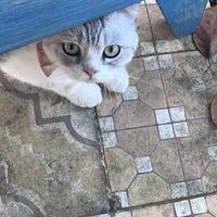 Cuddly cat  at Am Vegetarian & Hideaway in Hoi An