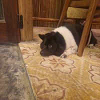  at Am Vegetarian & Hideaway in Hoi An