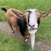   at Pebble Cove Farm Inn in Orcas Island