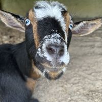   at Pebble Cove Farm Inn in Orcas Island