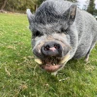   at Pebble Cove Farm Inn in Orcas Island