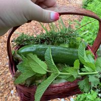 Dinner  at Pebble Cove Farm Inn in Orcas Island