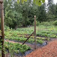 Garden  at Pebble Cove Farm Inn in Orcas Island