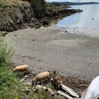 Goat  at Pebble Cove Farm Inn in Orcas Island