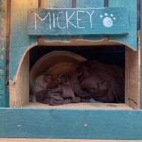 Mickey :) at Bonobo Cafe in Aberdeen