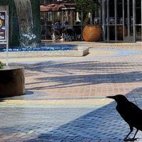Birds Chirping 🎶 at Nekter Juice Bar in Tempe