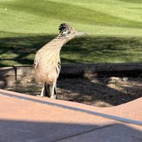   at Tonto Bar and Grill in Cave Creek