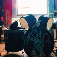 Inside the Blue Cat Cafe at Blue Cat Cafe in Austin