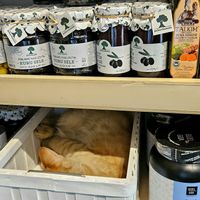 Home to some adorable cats at Vegan Dukkan - The Mini Market in Istanbul