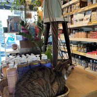 Inside  at Vegan Dukkan - The Mini Market in Istanbul