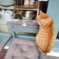   at Vegan Dukkan - The Mini Market in Istanbul