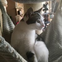 Lovely cat at Miau Cafe in Warsaw