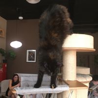 What a beauty  at Miau Cafe in Warsaw