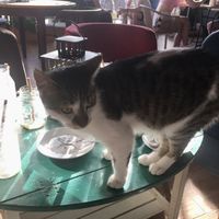 :) at Miau Cafe in Warsaw