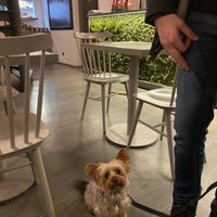 Dog friendly   at Vegan's Prague in Prague