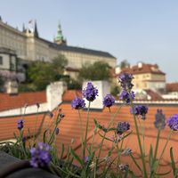   at Vegan's Prague in Prague