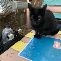 Cat + Menu at Miau in Bucharest