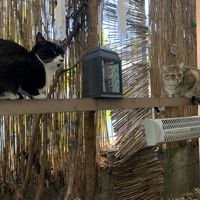 Cats at Miau in Bucharest