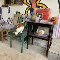 Cats at Miau in Bucharest