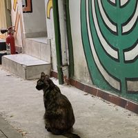   at Miau in Bucharest