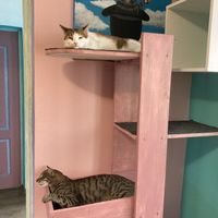 Chillaxing cats  at Miau in Bucharest