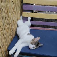  at Miau in Bucharest