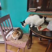  at Miau in Bucharest