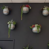 Plants on wall at Raw Junkies in Studio City