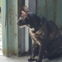  at Jack's Cat Cafe in Hoi An