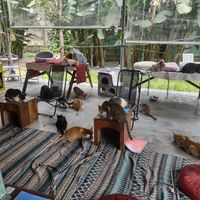  at Jack's Cat Cafe in Hoi An