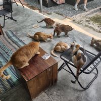  at Jack's Cat Cafe in Hoi An