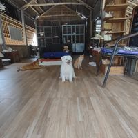  at Jack's Cat Cafe in Hoi An