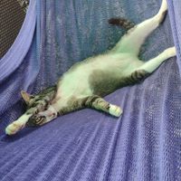  at Jack's Cat Cafe in Hoi An