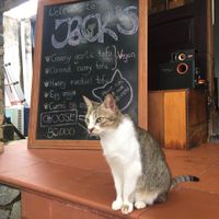 Jack’s menu at Jack's Cat Cafe in Hoi An