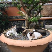 Kitties snoozing in the garden at Jack's Cat Cafe in Hoi An