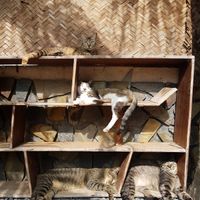 Cats cats cats at Jack's Cat Cafe in Hoi An