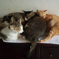 Cats at Jack's Cat Cafe in Hoi An